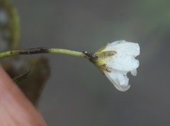 Nymphoides hydrophylla