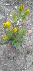 Berkheya carlinoides