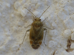 Psallus aurora
