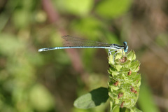 Platycnemis pennipes