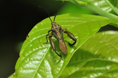Meropachyini