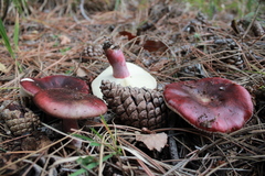Russula torulosa