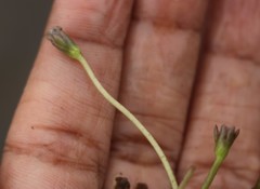 Nymphoides hydrophylla