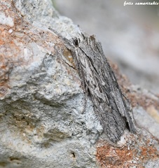 Lithophane lapidea