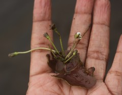 Nymphoides hydrophylla