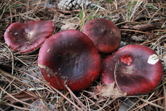 Russula torulosa