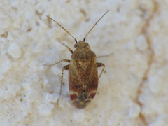 Psallus aurora