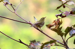 Phylloscopus nitidus
