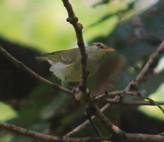 Phylloscopus occipitalis