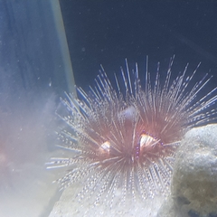 Astropyga pulvinata