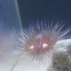 Astropyga pulvinata