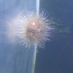Astropyga pulvinata