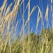 Dune Grass - Photo (c) kha, some rights reserved (CC BY-NC), uploaded by kha