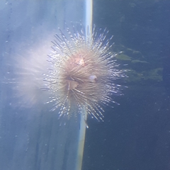 Astropyga pulvinata