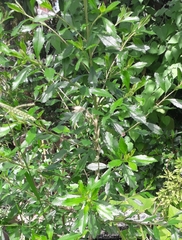 Baccharis microdonta