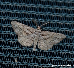 Peribatodes correptaria