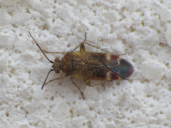 Psallus aurora
