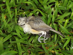 Baeolophus atricristatus