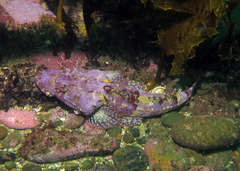 Thysanophrys cirronasus