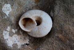 Sphincterochila cariosa