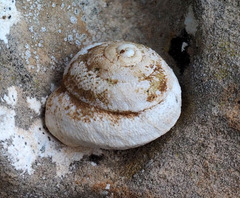 Sphincterochila cariosa