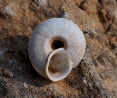 Sphincterochila cariosa