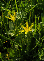 Gagea chlorantha