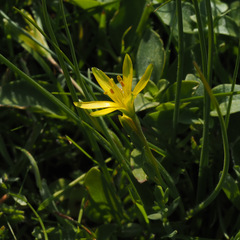 Gagea chlorantha