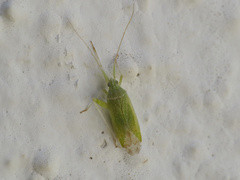 Phytocoris virescens