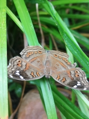 Junonia natalica natalica