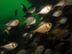 Pempheris compressa