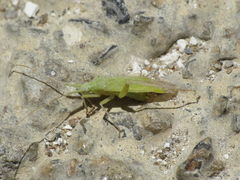 Phytocoris virescens