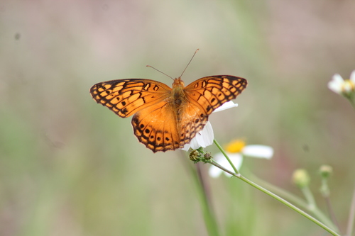 Photo of Mexican Fritillary (Euptoieta hegesia)