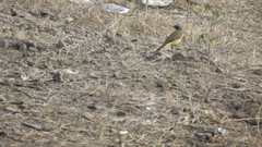 Motacilla flava thunbergi