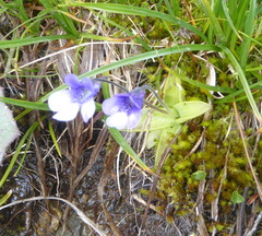 Pinguicula