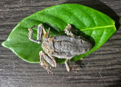 Litoria rubella