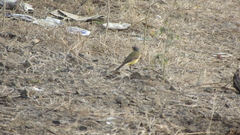Motacilla flava thunbergi