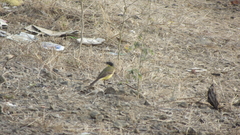 Motacilla flava thunbergi