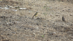 Motacilla flava thunbergi