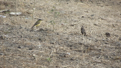 Motacilla flava thunbergi