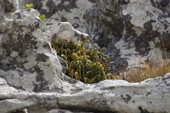 Phlegmariurus gnidioides