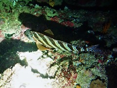 Goniistius rubrolabiatus