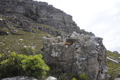 Phlegmariurus gnidioides