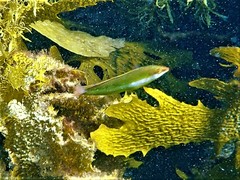 Halichoeres brownfieldi