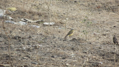 Motacilla flava thunbergi