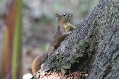 Microsciurus alfari