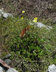 Ranunculus enysii