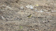 Motacilla flava thunbergi