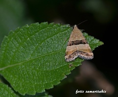 Pseudozarba bipartita