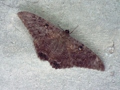Ascalapha odorata